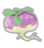 Turnip